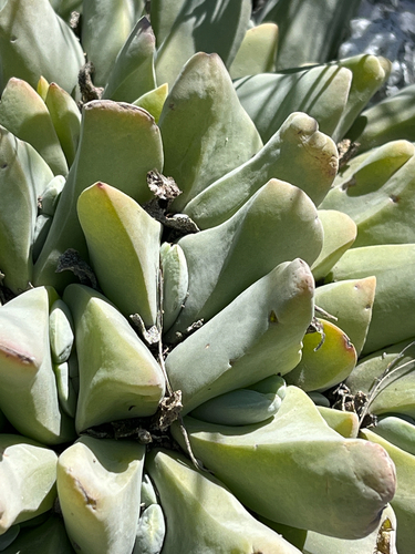 Ruens Humpfig (Gibbaeum hartmannianum)