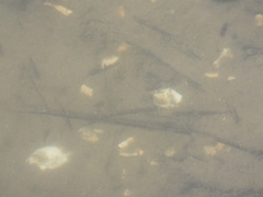 Paralichthys lethostigma