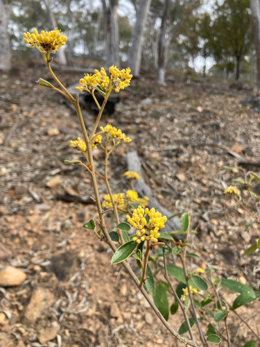 Golden Pomaderris (Pomaderris intermedia)