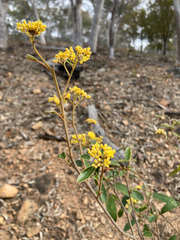 Pomaderris intermedia