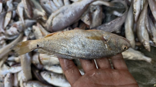 Yellow drum (Nibea albiflora) — Sciaenidae — 2