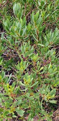 Myoporum insulare