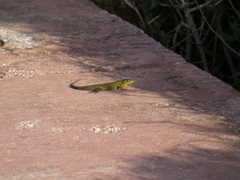 Algyroides moreoticus