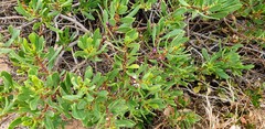 Myoporum insulare