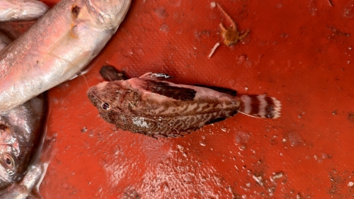 Gray goblinfish (Minous monodactylus) — Synanceiidae — 2