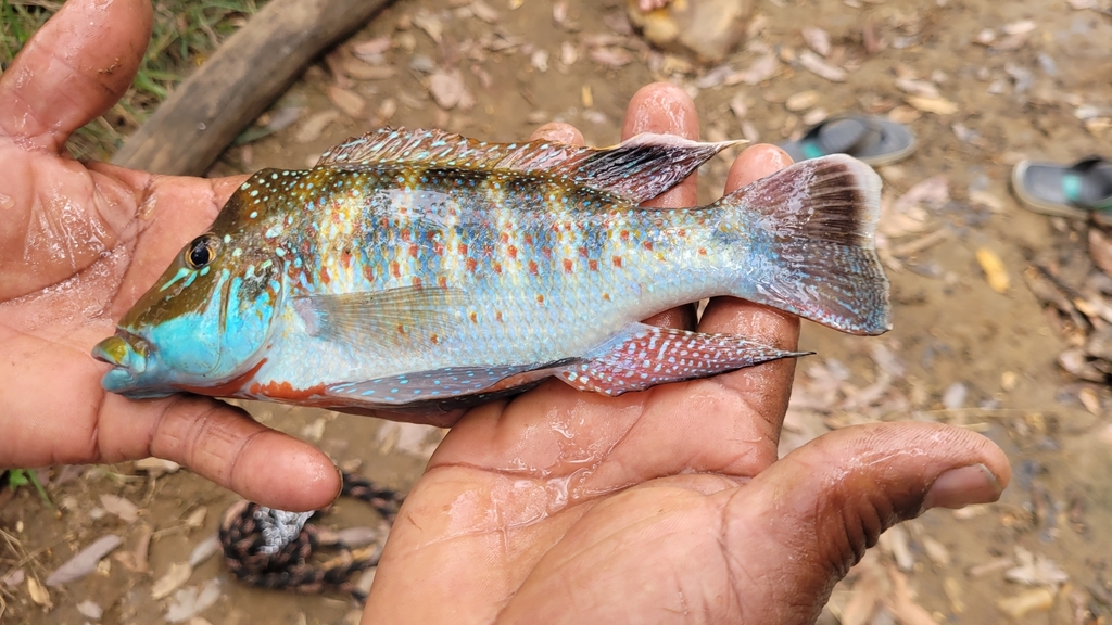 Stone-lifting eartheater (Retroculus lapidifer) — Cichlidae