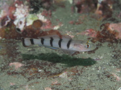 Beauty Goby photo 2