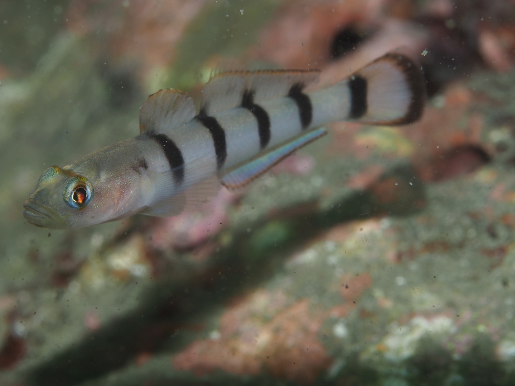 Beauty Goby