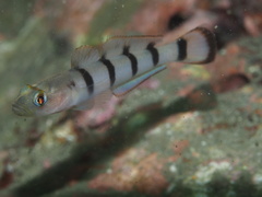 Beauty Goby photo 1