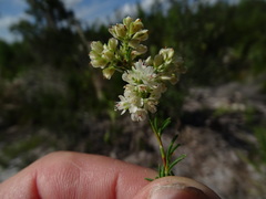 Polygonum dentoceras
