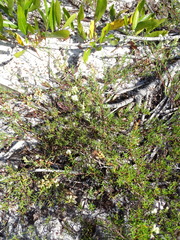 Polygonum dentoceras