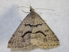 Dichromodes mesogonia