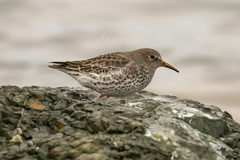 Rock Sandpiper photo 5