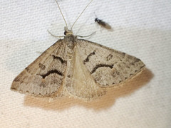 Dichromodes mesogonia