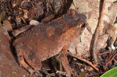 Sclerophrys camerunensis