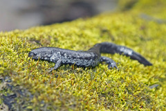 Small-Mouthed Salamander photo 4