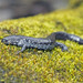Small-mouthed Salamander - Photo (c) Marlo Perdicas, some rights reserved (CC BY), uploaded by Marlo Perdicas