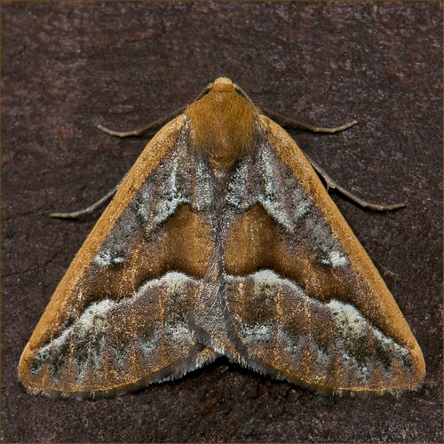 Southern Pine Looper photo 5