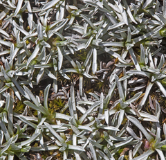 Lucilia kunthiana