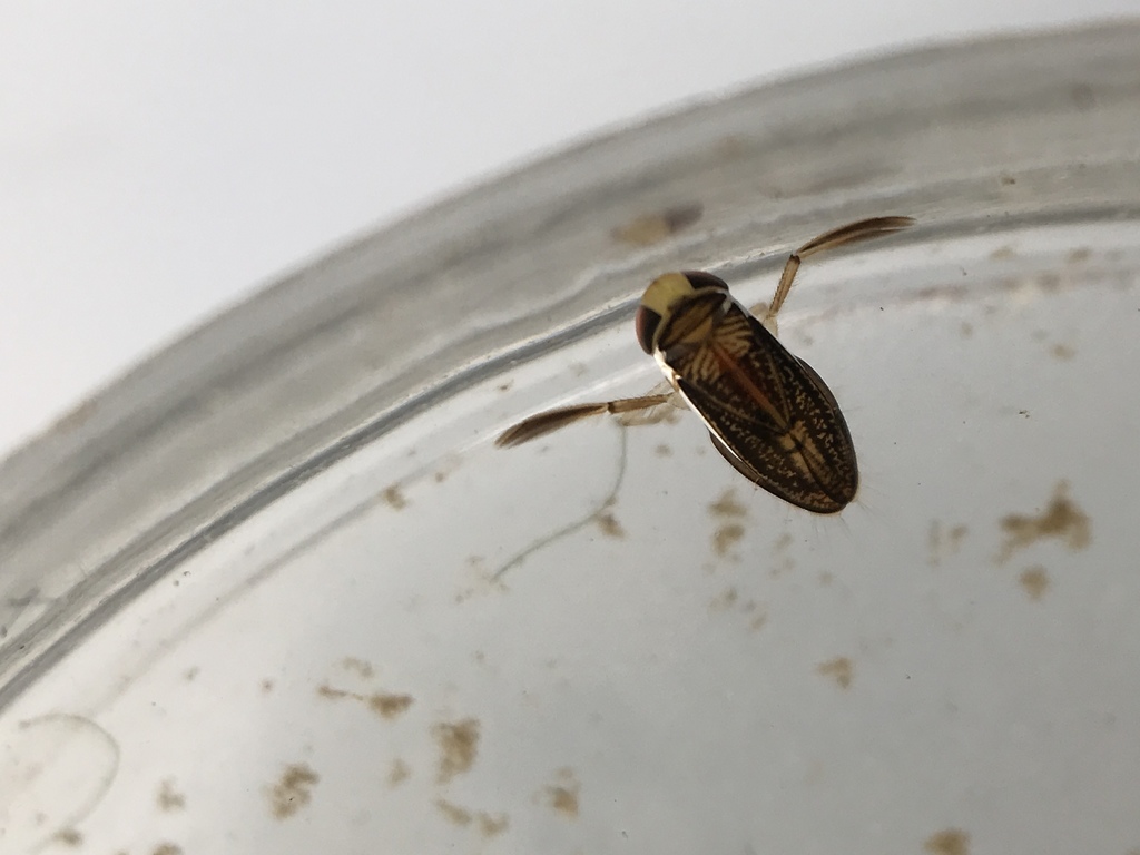 Trichocorixa macroceps