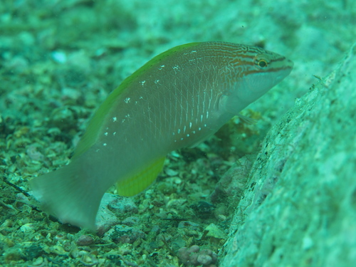 Pseudolabrus sieboldi