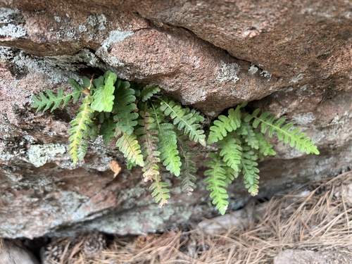 Rocky Mountain Polypody (Polypodium saximontanum)