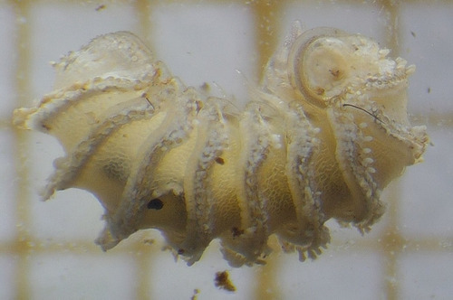 Trachysphaera drescoi