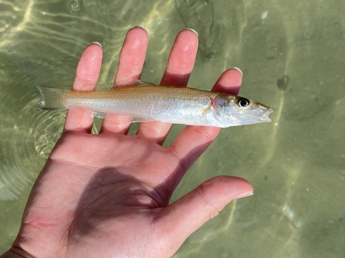 Japanese sillago (Sillago japonica) — Sillaginidae — 2