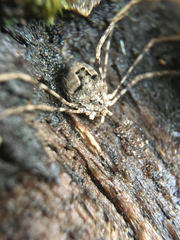 Leptobunus aureus