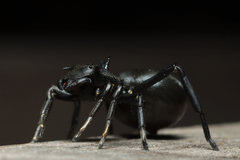 Aphantochilus rogersi