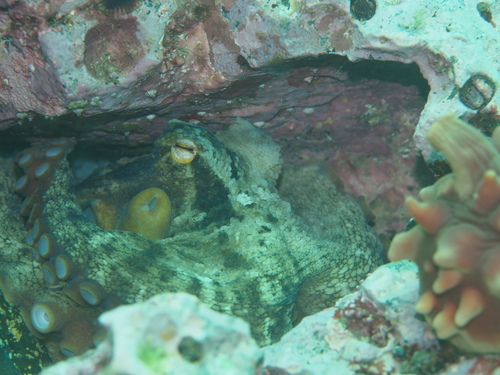 Octopus sinensis