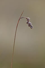Luzula vulcanica