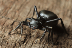 Aphantochilus rogersi