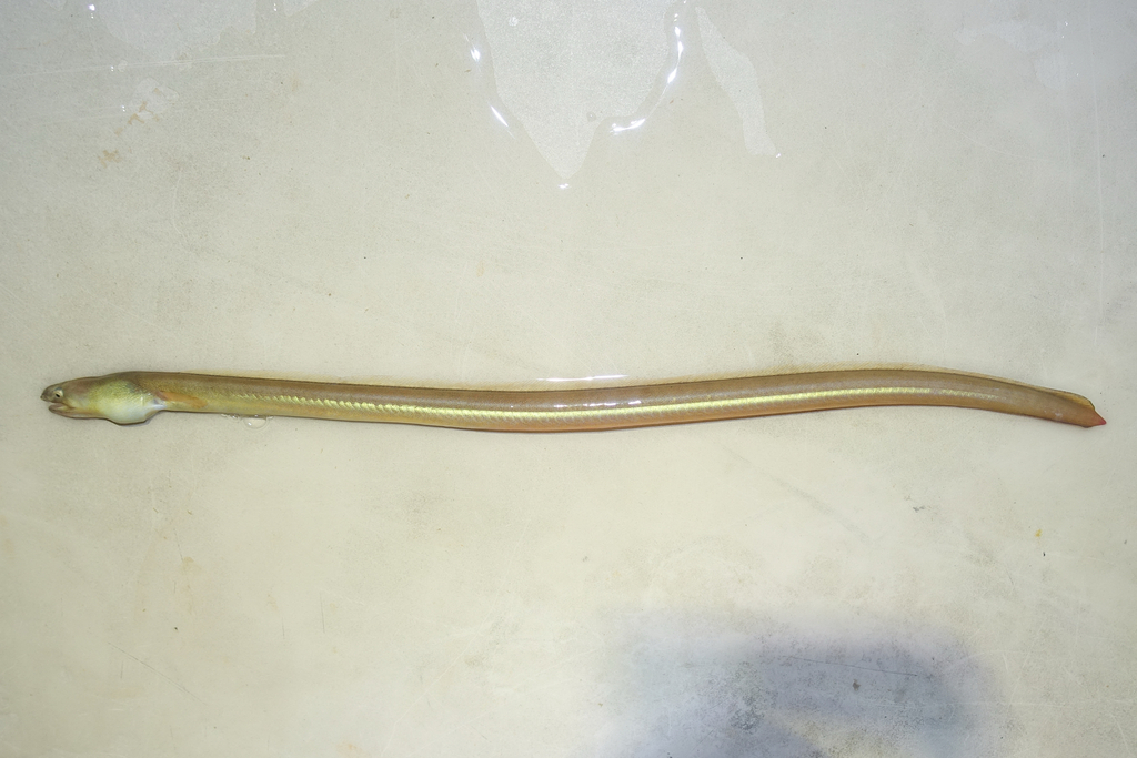 Bluntnose Snake Eel