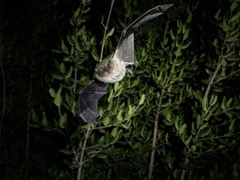 Myotis chiloensis