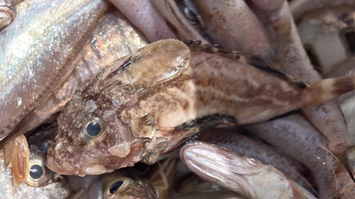 Gray goblinfish (Minous monodactylus) — Synanceiidae — 5