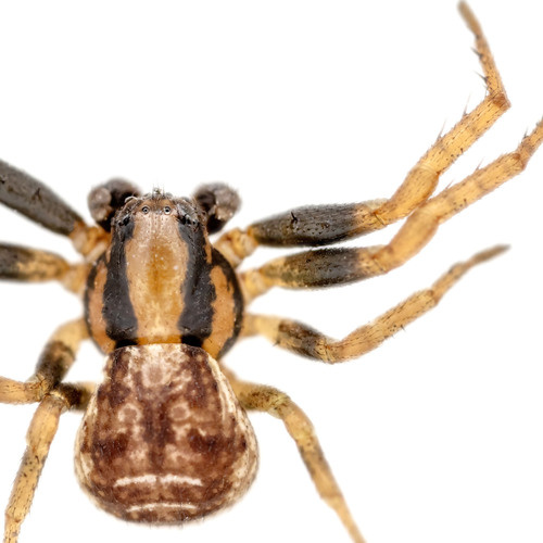 Leaflitter Crab Spiders