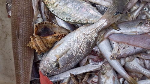 Silver croaker (Pennahia argentata) — Sciaenidae — 4