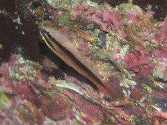 Black-Striped Pygmygoby photo 1