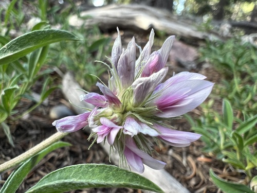Rocky Mountain Clover (Trifolium attenuatum)