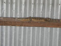 Varanus scalaris