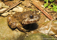 Limnonectes kuhlii