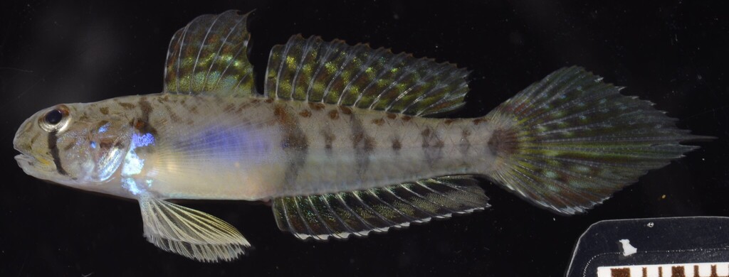 Sharptail Goby
