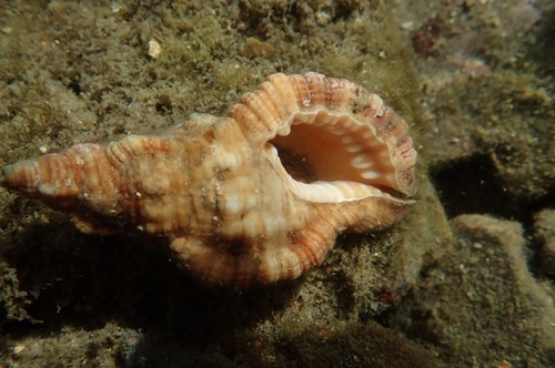 Monoplex aquatilis observed 2025-09-06