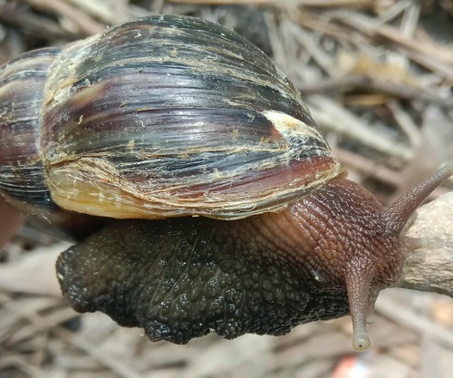 Lissachatina fulica