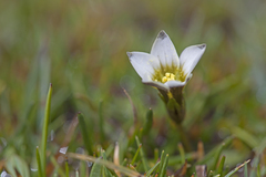 Gentianella briquetiana