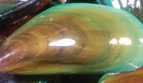 Perna viridis