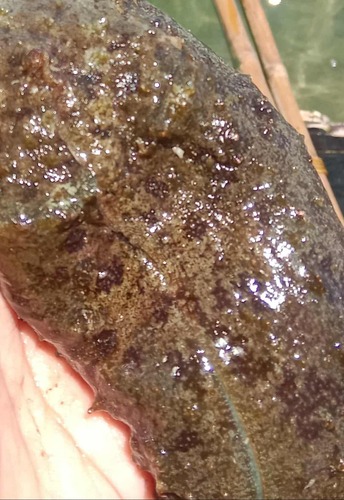 Dolabella auricularia