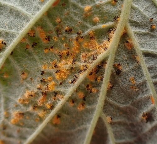 Red Raspberry Yellow Rust