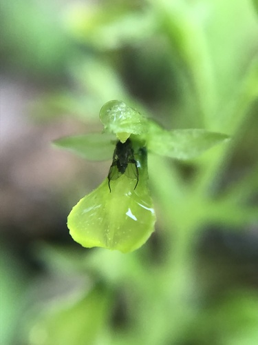 Northwestern twayblade (Neottia banksiana)